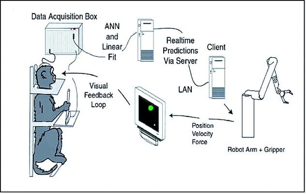 File:Brain-computer interface (schematic).jpg - Brain Computer ...